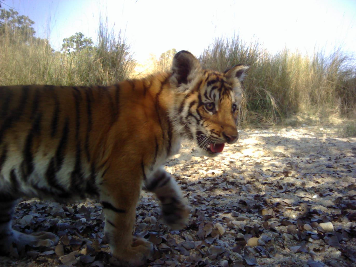 tiger cub